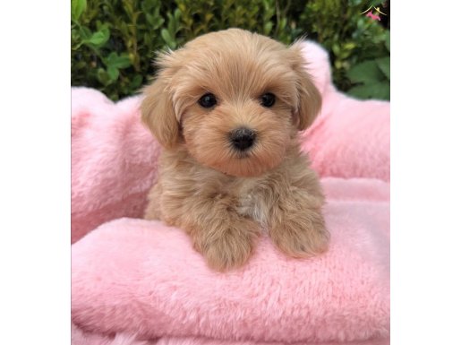 Mini maltipoo bebekler