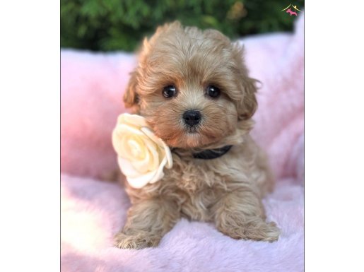 Küt burun maltipoo bebekler