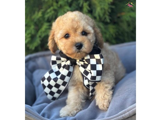 Mini mini bebekler maltipoo