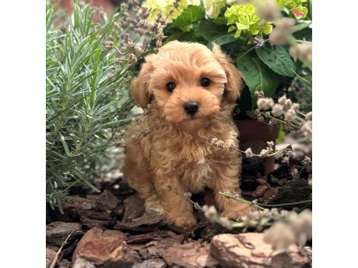 Mini maltipoo yavruları