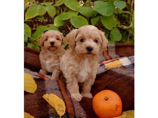 Safkan ırk garantili maltipoo yavrular