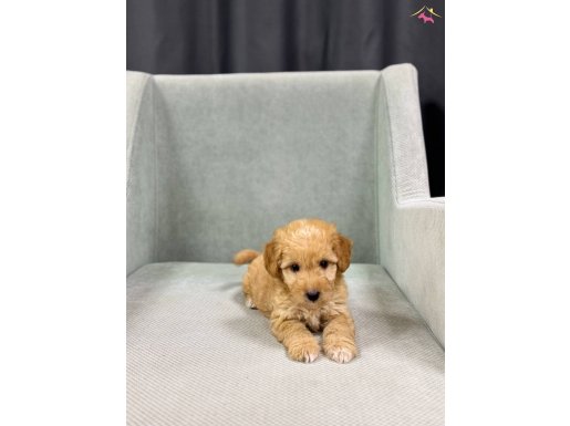 Evinizin minik dostu maltipoo bebekler