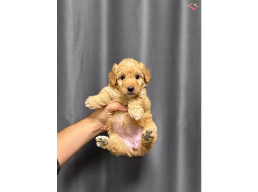 Oyuncu maltipoo bebekler