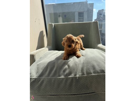 Bebek yüz maltipoo yavruları