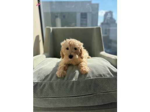 Oyuncu maltipoo yavrular