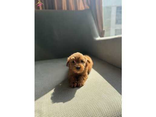 Kısa bacak maltipoo yavrular