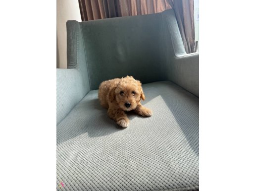 Kısa bacak bebek maltipoo yavrular