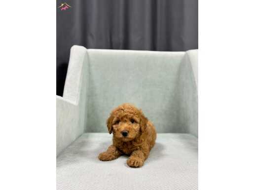 Kısa bacak boy garantili maltipoo bebekler