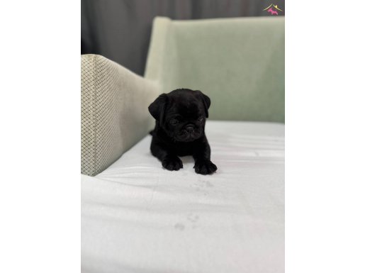 Safkan siyah pug bebek
