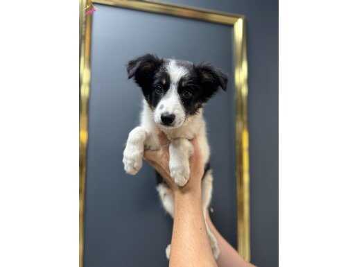 Safkan border collie yavrulr