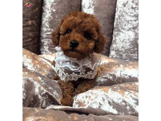 Red brown toy poodle bebek