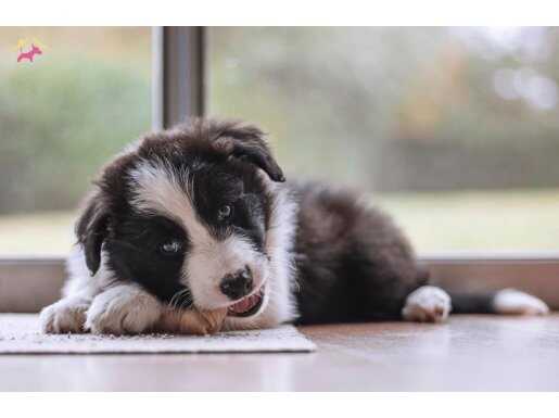 Etkileyici güzellikte border collie yavrular