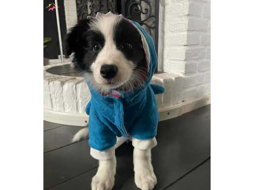 Tatlı surat collie bebekler