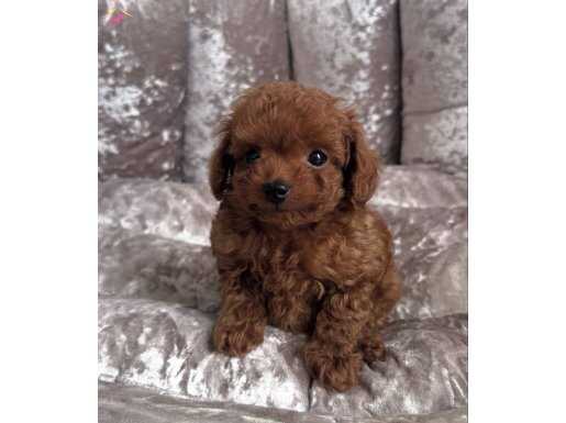 BÜYÜLEYİCİ GÜZELLİKTE TOY POODLE EN İYİSİ SİZİN OLABİLİR