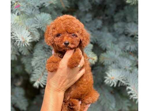 Minicik poodle red brown TÜRKİYENİN EN GÜZELİ