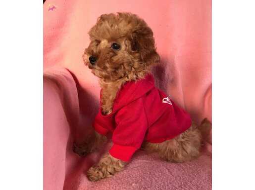 TÜRKİYE GÜZELİ TOY POODLE YAVRU