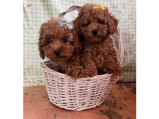 Harika surat baby face toy poodle