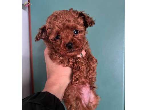 MİNİK BEBEK TOY POODLE KİLO GARANTİLİ