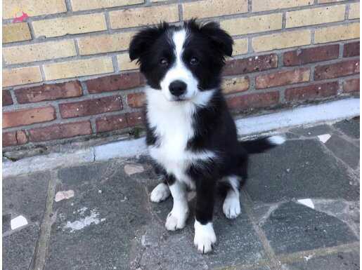 İSTANBULUN EN GÜZEL BORDER COLLİE YAVRULARI