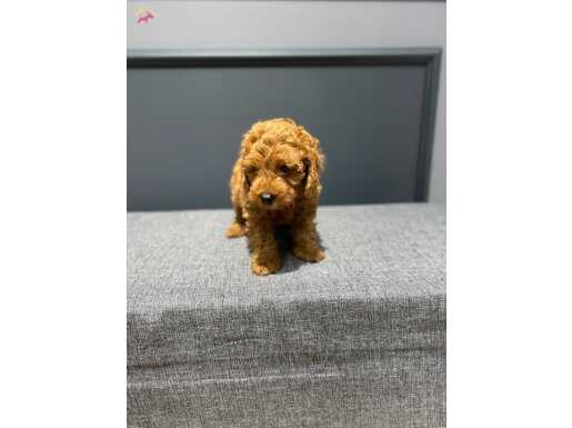 İSTANBULUN EN İYİ TOY POODLE BEBEKLERİ