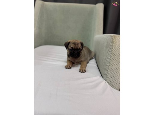 Krem renk pug yavrular