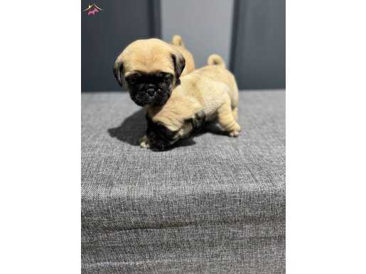 Krem renk simit kuyruk pug bebekler