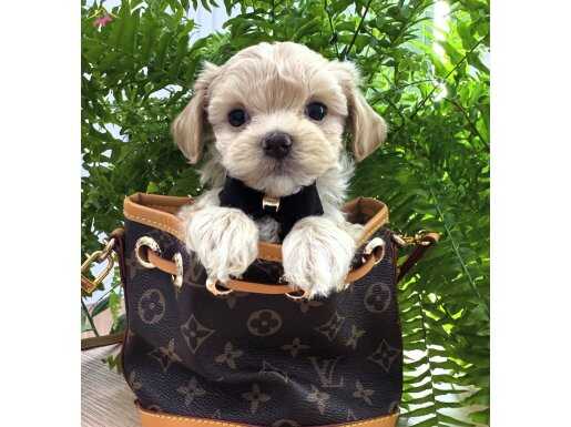TEACUP KISA BACAK MALTİPOO BEBEKLER