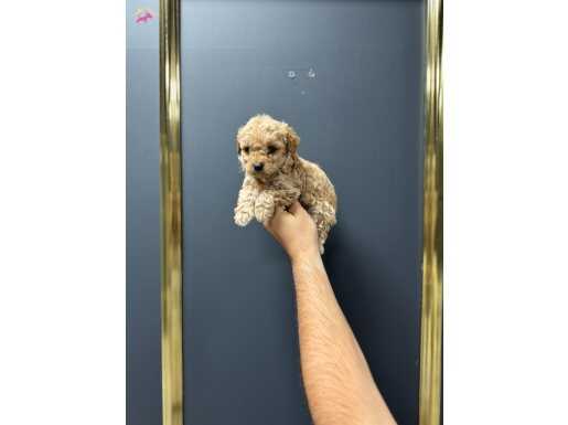 EN KÜÇÜK BOY KG GARANTİLİ MALTİPOO BEBEKLER