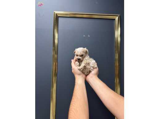 Teacup en küçük boy maltipoo bebekler