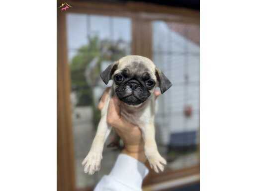 HARİKA GÜZELLİKTE KREM PUG YAVRULAR
