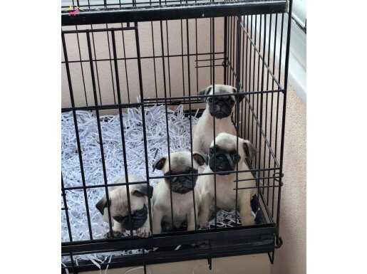 MİNİK PUG BEBEKLER