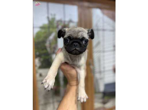 Pug bebekler