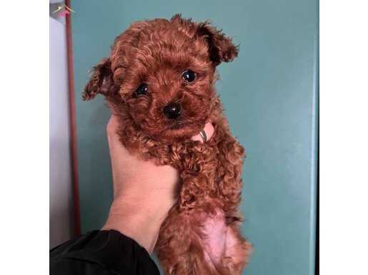 İSTANBULUN EN BEBEK SURAT TOY POODLE BEBEKLERİ