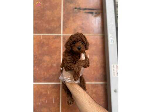 MİKRO BOY BEBEK SURAT TOY POODLE YAVRULAR