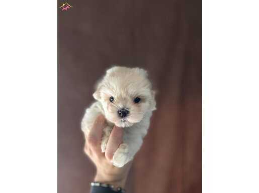 İSTANBULUN EN GÜZEL MALTESE TERRİER BEBEKLERİ