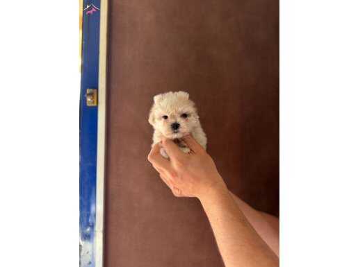 AYICIK SURAT MALTESE TERRİER BEBEKLER