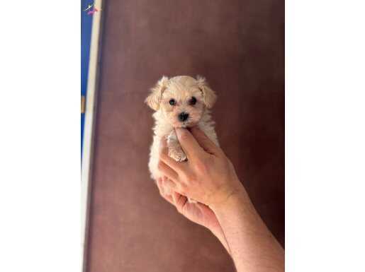 İSTANBULUN EN KÜÇÜK BOY MALTİPOO BEBEKLERİ TEACUP