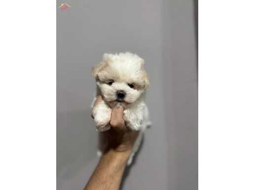 EN MİNİ BOY AYICIK SURAT OLUŞUYLA TÜRKİYEDE TEK BEBKLERİMİZ