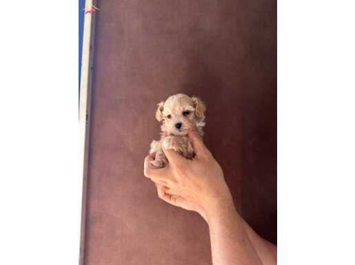 TEACUP MALTİPOO ÜLKENİN EN GÜZEL YAVRULARI