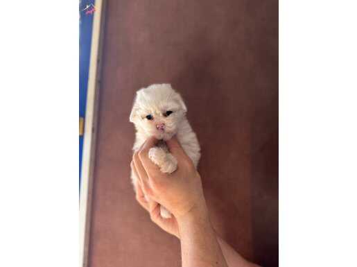 MİNİ BOY MALTESE TERRİER BEBEKLER