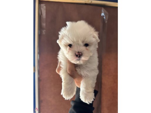 İSTANBULDA DAHA GÜZELLERİ YOK