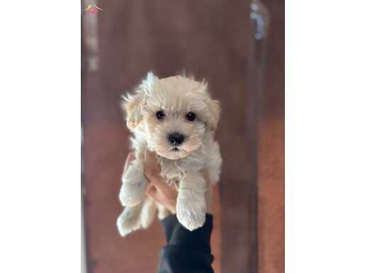 En üst seviye güzellikte maltipoo bebekleri