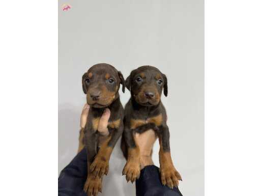 İSTANBULUN EN KIZIL DOBERMANLARI EN İYİSİ