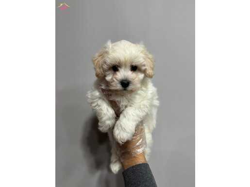 BEBEK SURAT MALTİPOO