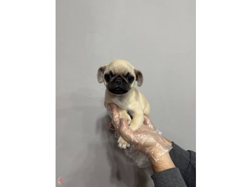 İSTANBULUN EN İYİ PUG YAVRULARI