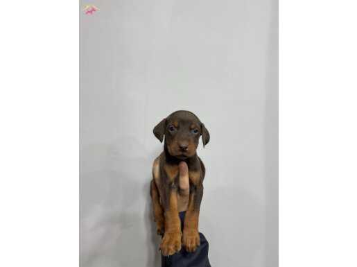 EN İYİ DOBERMAN BEBEKLER KIZIL RENK ÜLKEDE TEK
