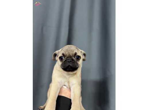 İSTANBULDA EMSALİ OLMAYAN PUG BEBEKLER