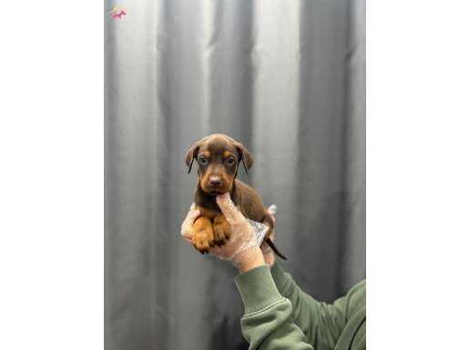 İSTANBULDA EMSALİ OLMAYAN KIZIL DOBERMANLAR