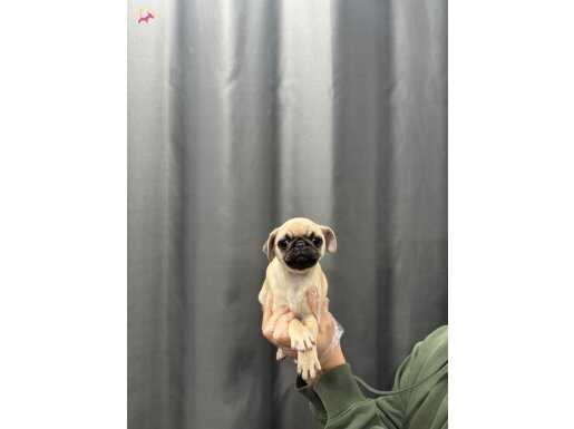 İSTANBULDA EMSALİ OLMAYAN PUG BEBEKLER