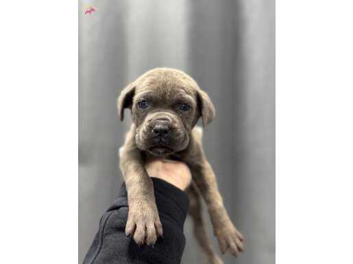 SAFKAN IRK CANE CORSO YAVRULARI